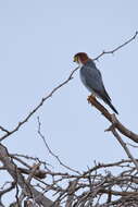 Image of Red-headed Falcon