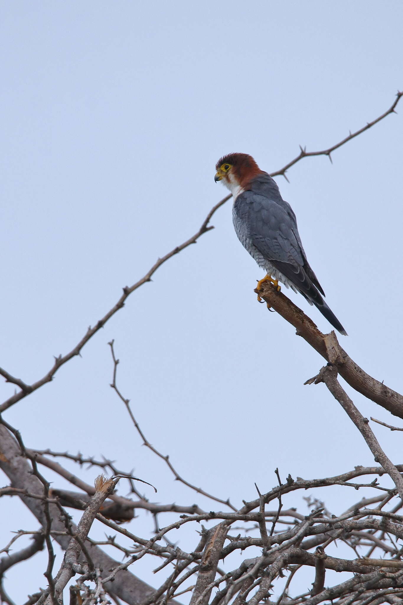 Image of Red-headed Falcon