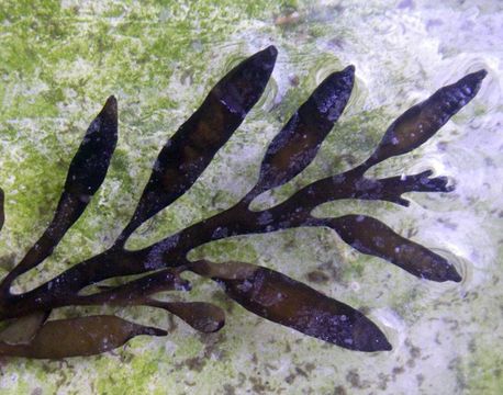 Image of <i>Halidrys siliquosa</i>