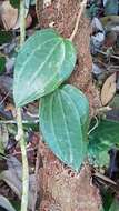 Image of Hoya latifolia G. Don