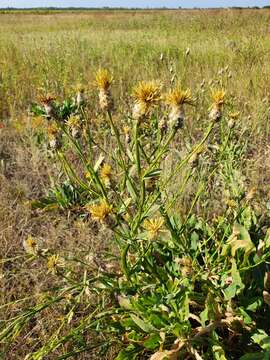 Image of Centaurea glastifolia subsp. intermedia (Boiss.) L. Martins