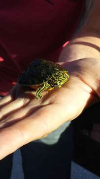 Image of Florida Red-bellied Cooter