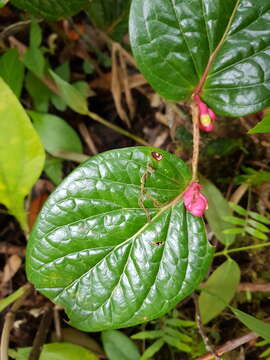 Image of Cavendishia axillaris A. C. Sm.