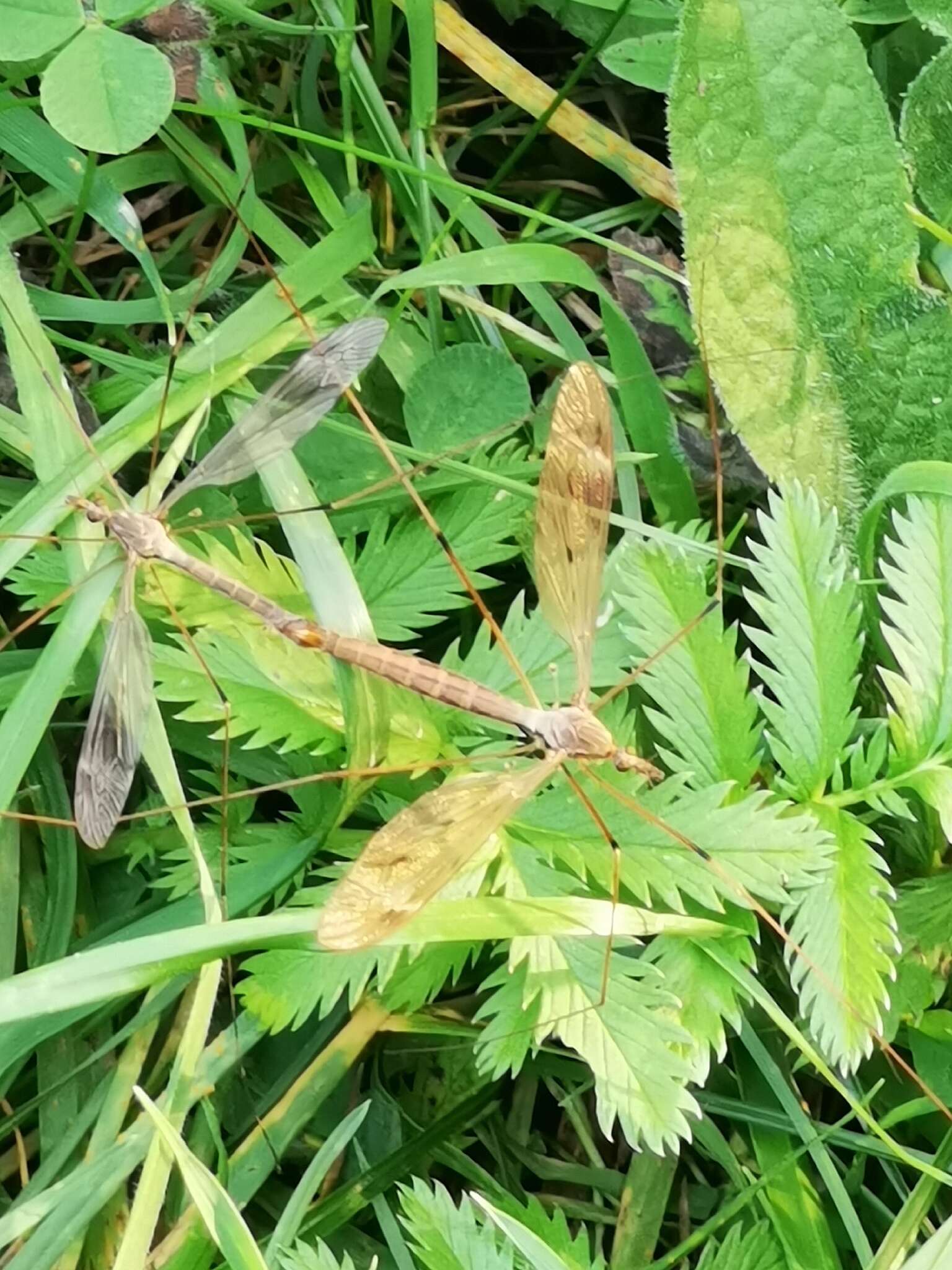 Tipula (Acutipula) fulvipennis De Geer 1776 resmi