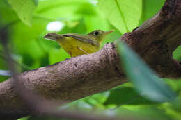 Image of Alström's Warbler