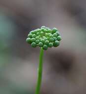 Image of Japanese ginseng