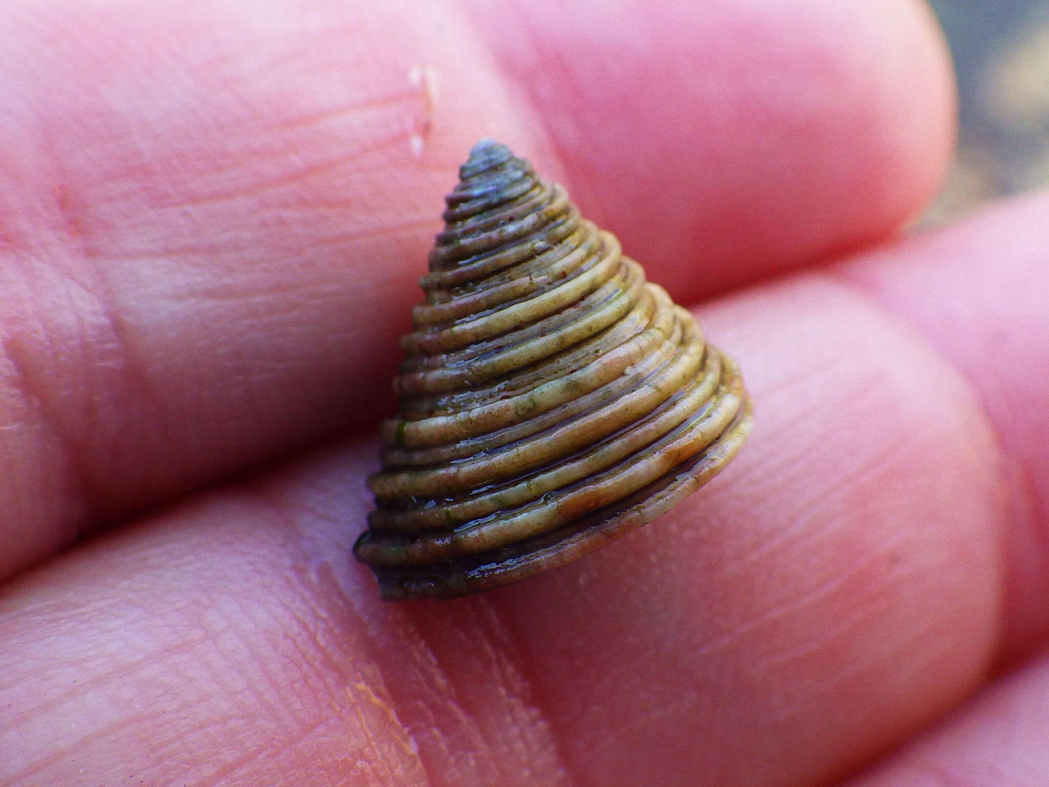 Image of Channeled Top Snail