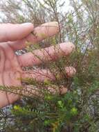 Image of Deckert's pinweed