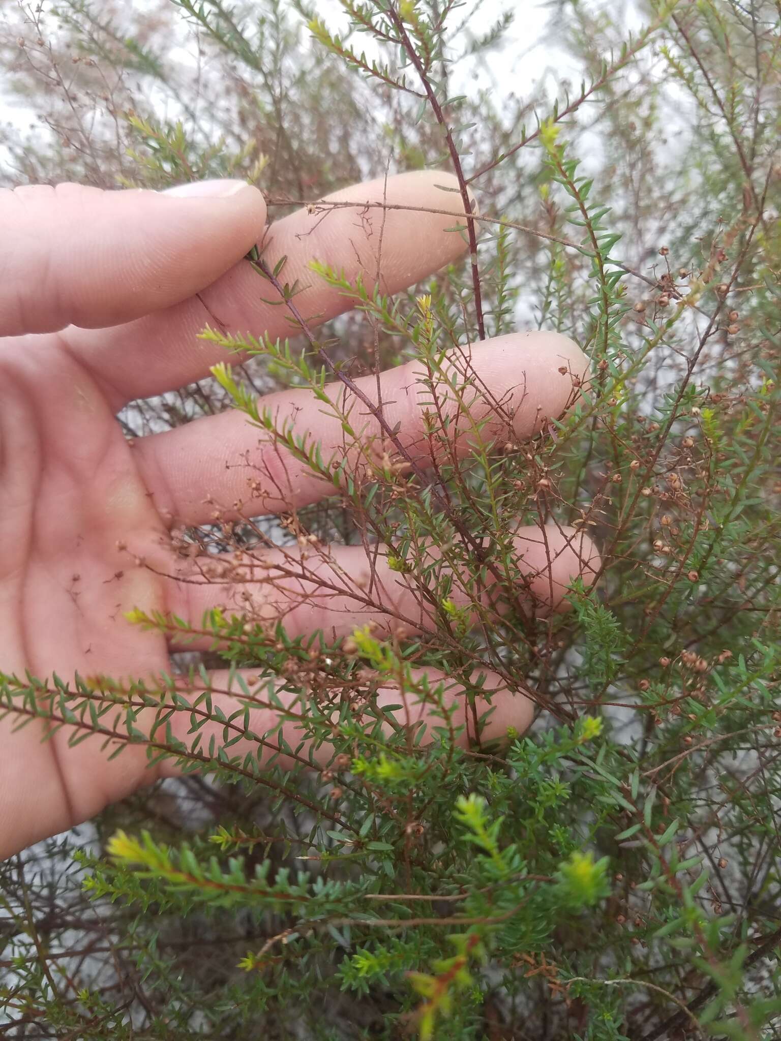 Image of Deckert's pinweed