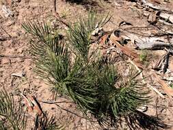 Image of Macrozamia heteromera C. Moore