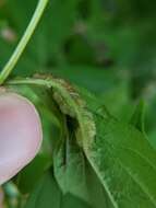 Image of Boxelder Gall Midge