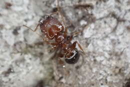 Pheidole crassicornis Emery 1895 resmi