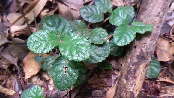 Image of Ardisia pusilla A. DC.