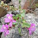 Sivun Alstroemeria paupercula Phil. kuva