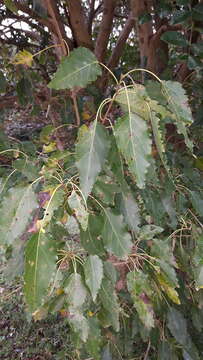 Cordia caffra Sond. resmi