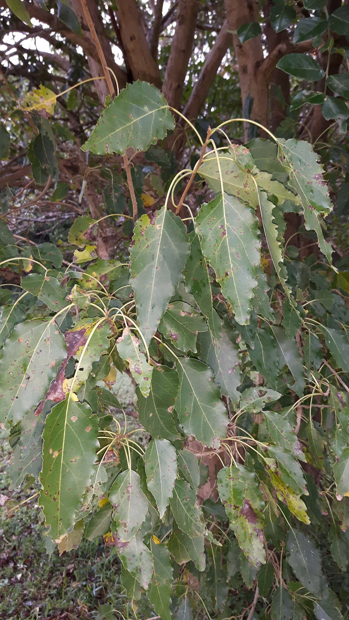 Image de Cordia caffra Sond.