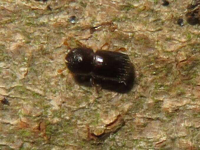 Image of Bark beetle