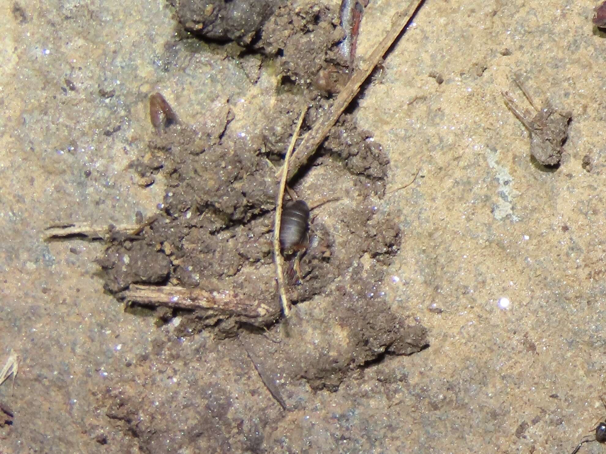 Image of Eastern Ant Cricket