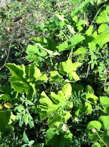 Cucurbita melopepo subsp. texana (Scheele) G. L. Nesom resmi