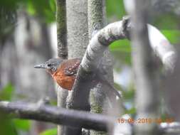 Image of Spot-winged Antbird