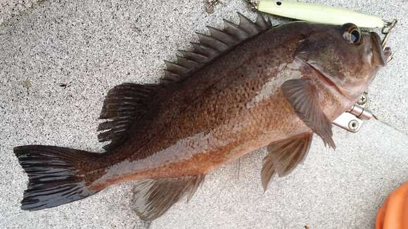 Image of Dusky rockfish