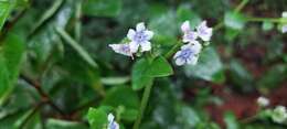 Image of Cynoglossum coelestinum Lindl.