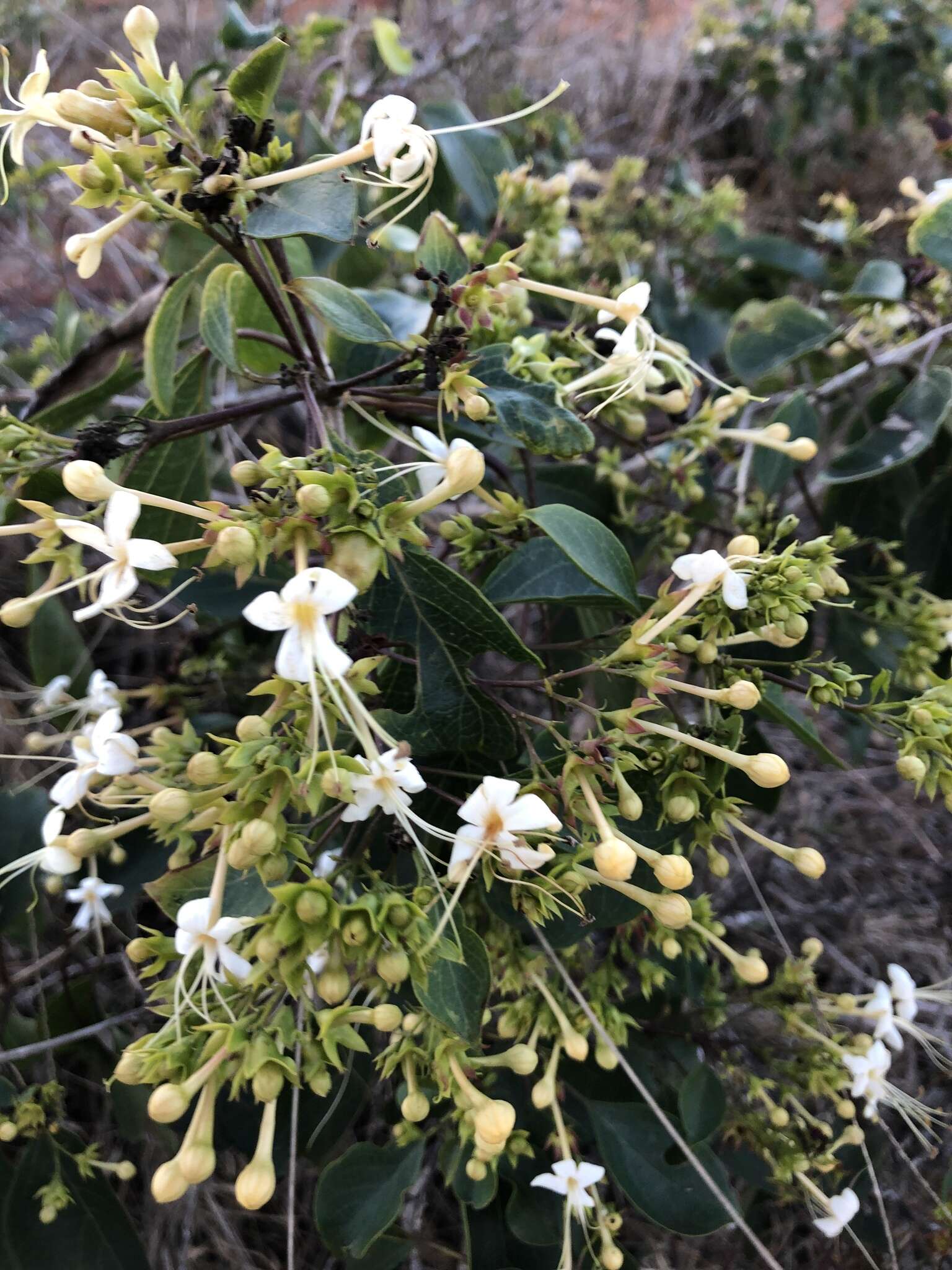 Imagem de Clerodendrum floribundum R. Br.