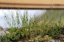 Juncus monanthos Jacq. resmi