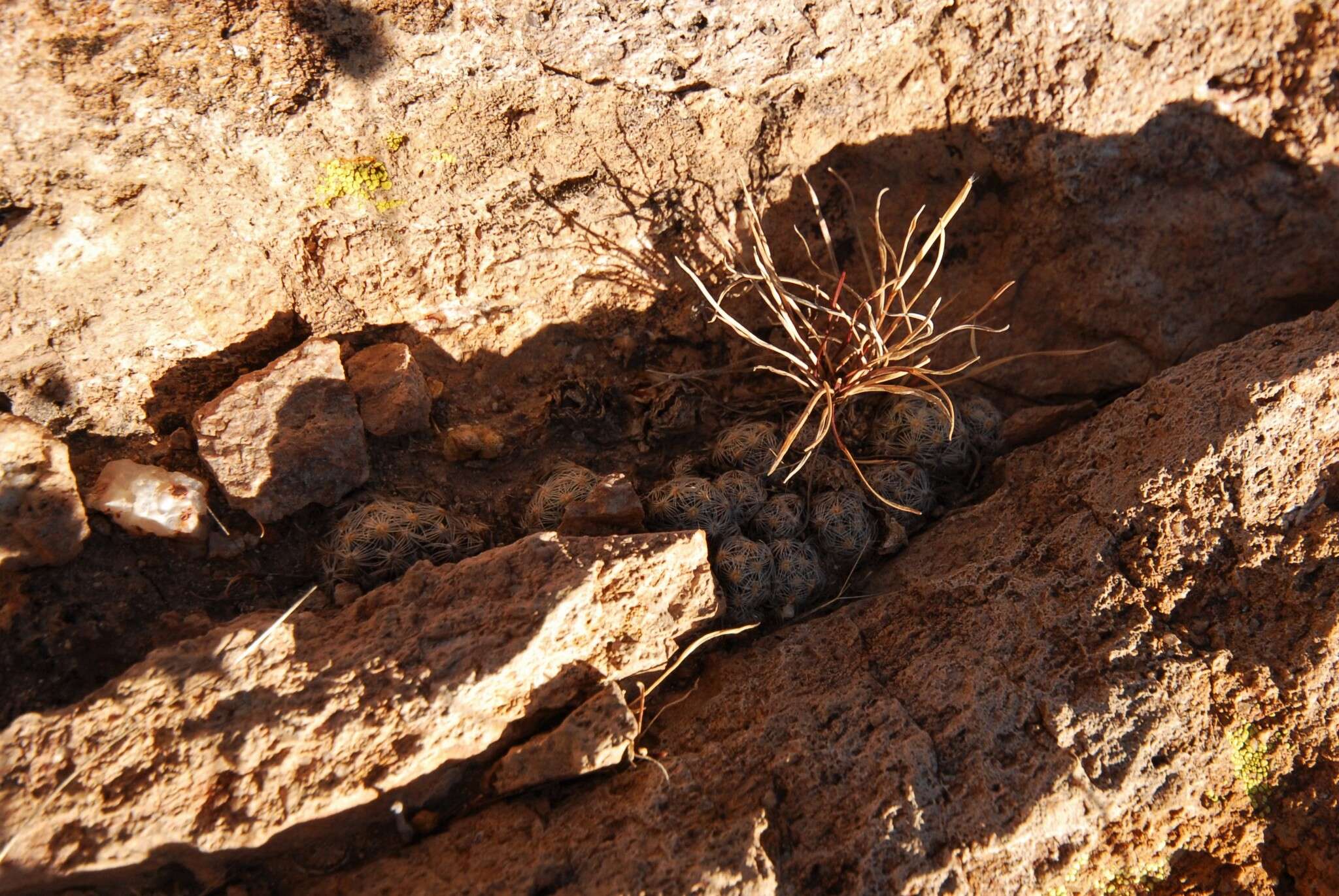 Image of Mammillaria saboae subsp. roczekii