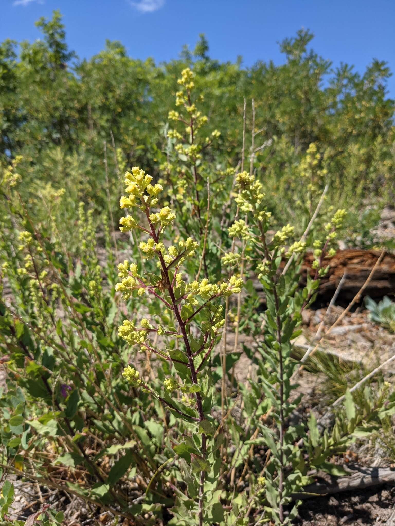 Image of Wright's goldenrod