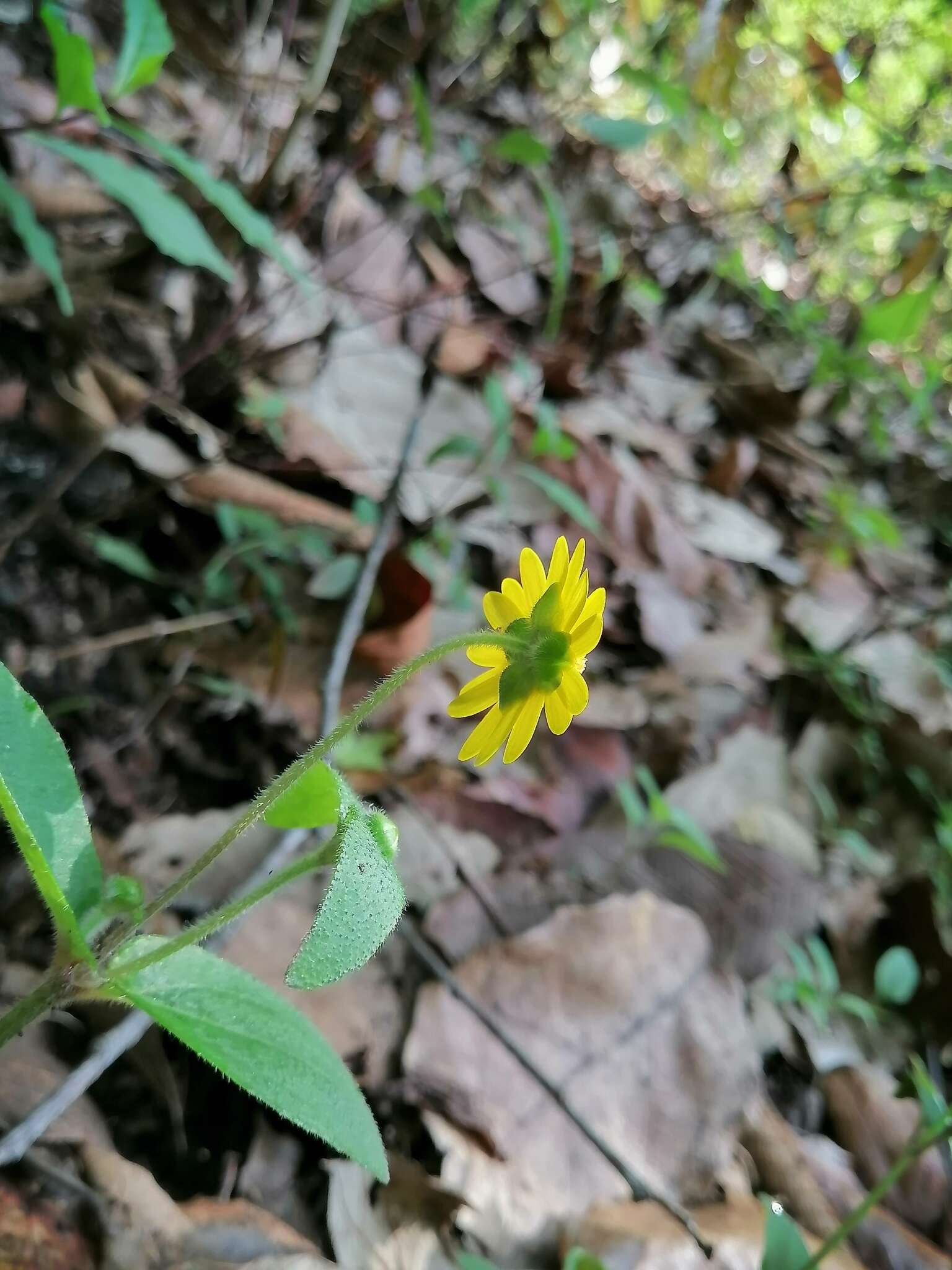 Image of Melampodium montanum Benth.