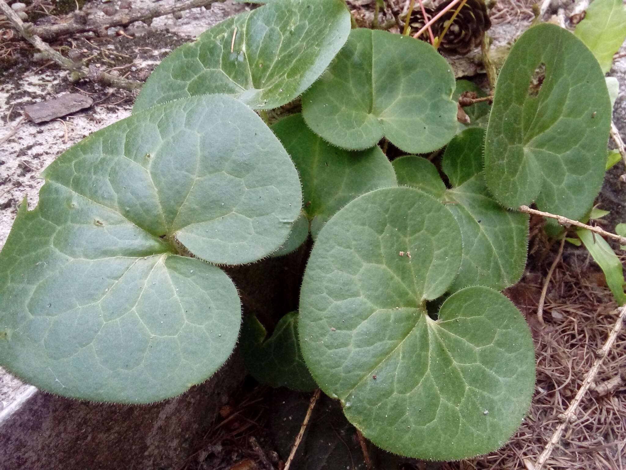 Image of Asarum europaeum subsp. europaeum