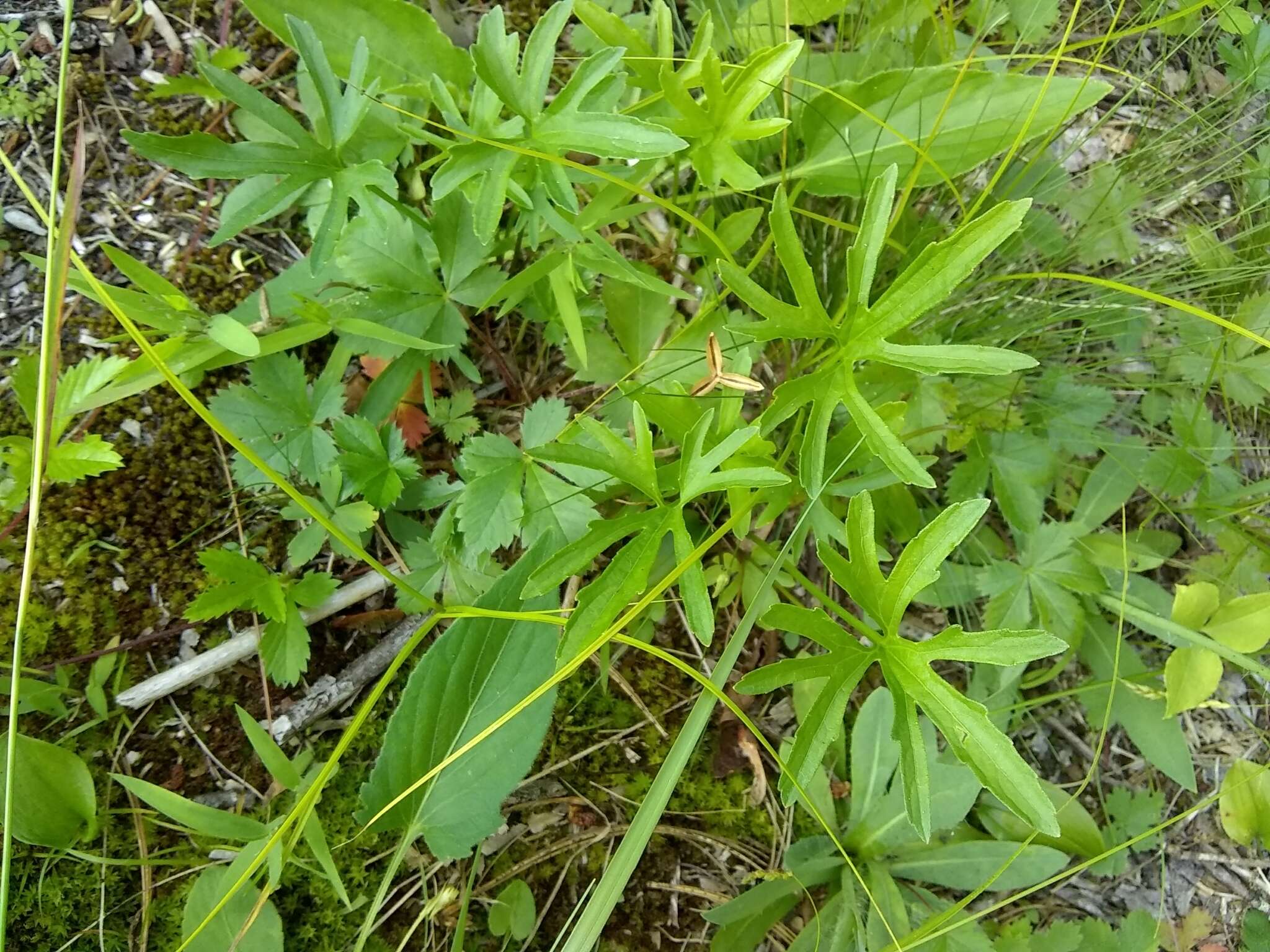 Image of Northern Coastal Violet