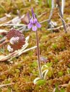 Imagem de Pinguicula villosa L.