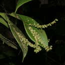 Imagem de Pleurothallis antennifera Lindl.