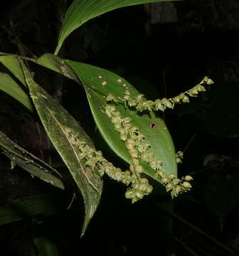 Sivun Pleurothallis antennifera Lindl. kuva