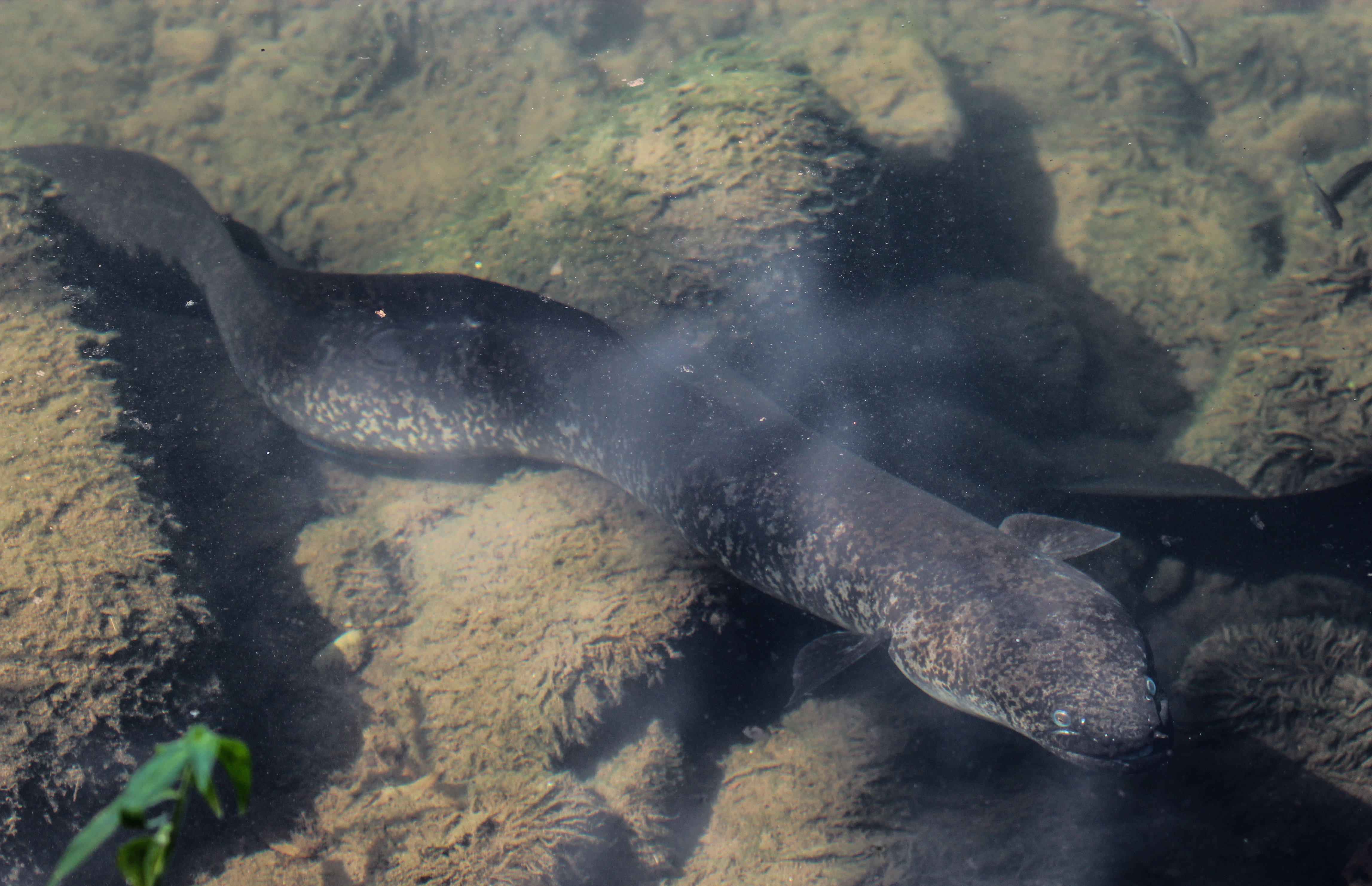 Giant Long Finned Eel Encyclopedia Of Life