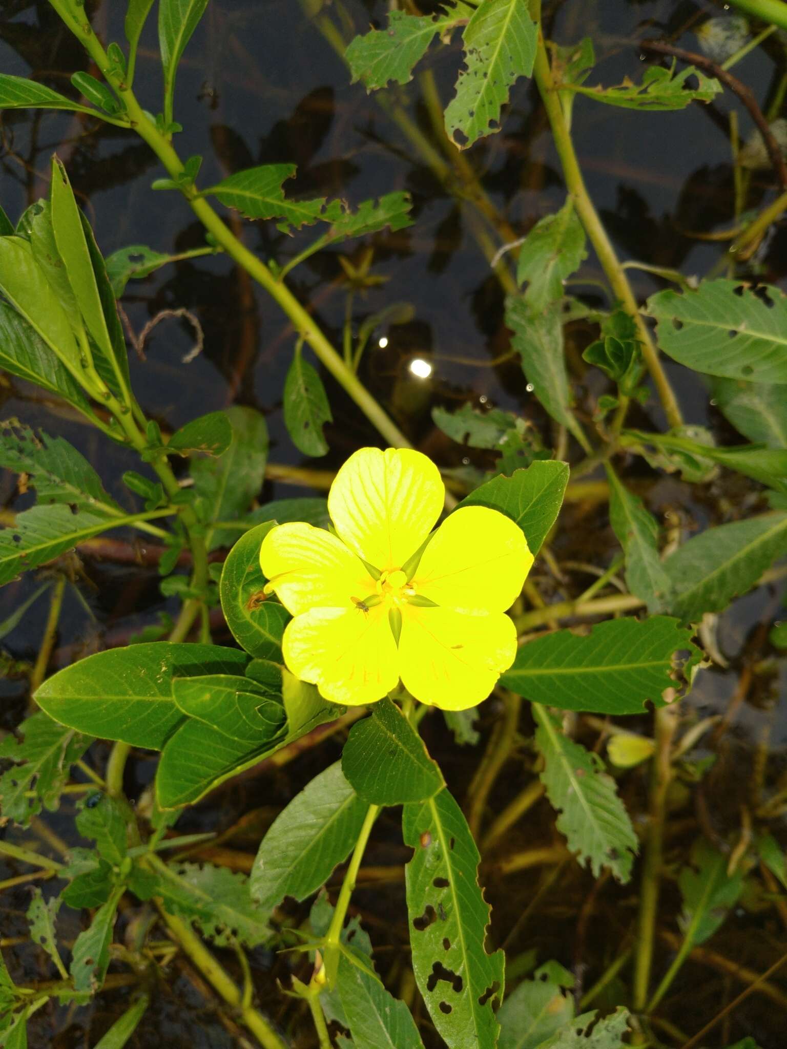 صورة Ludwigia taiwanensis C. I. Peng