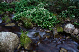 Image of Impatiens tubulosa Hemsl. ex Forb. & Hemsl.