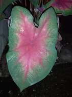 Image of Caladium bicolor (Aiton) Vent.