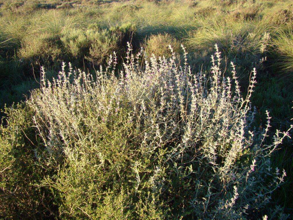 Imagem de Stachys rugosa Aiton