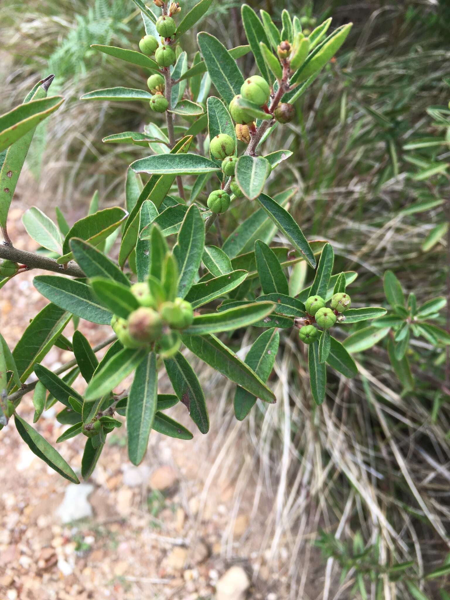 Image of Clutia affinis Sond.