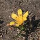 Image of Moraea citrina (G. J. Lewis) Goldblatt