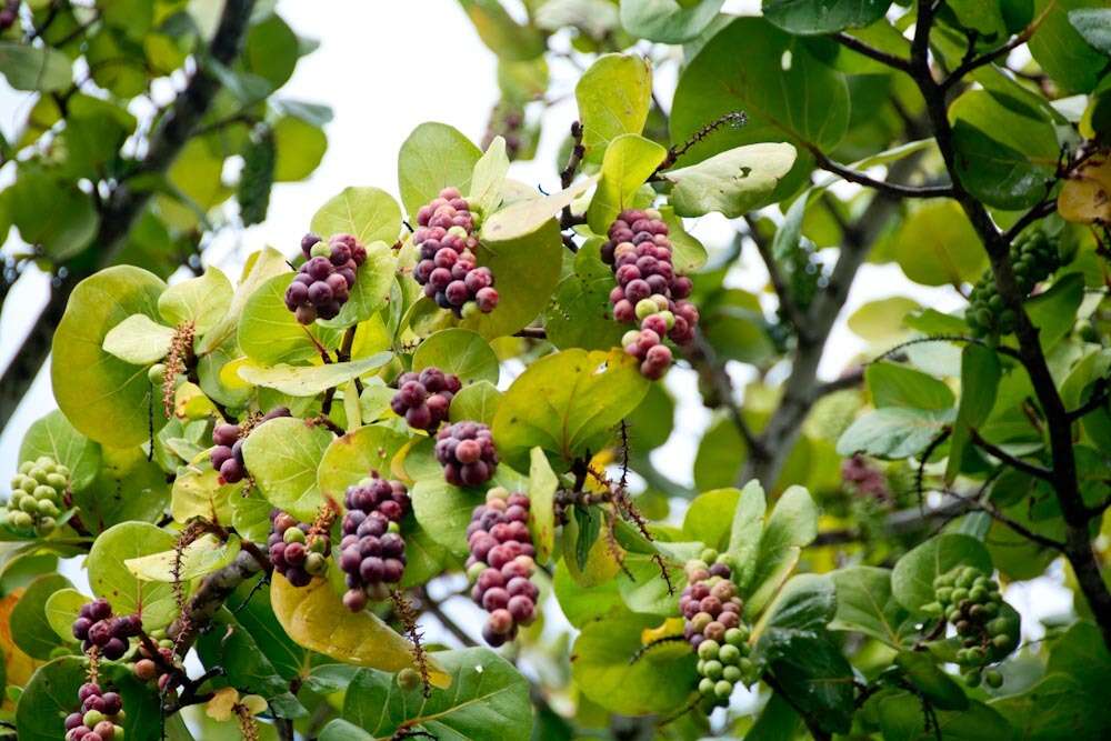 Coccoloba uvifera (L.) L. resmi