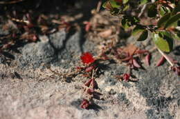 Image of Delosperma repens L. Bol.