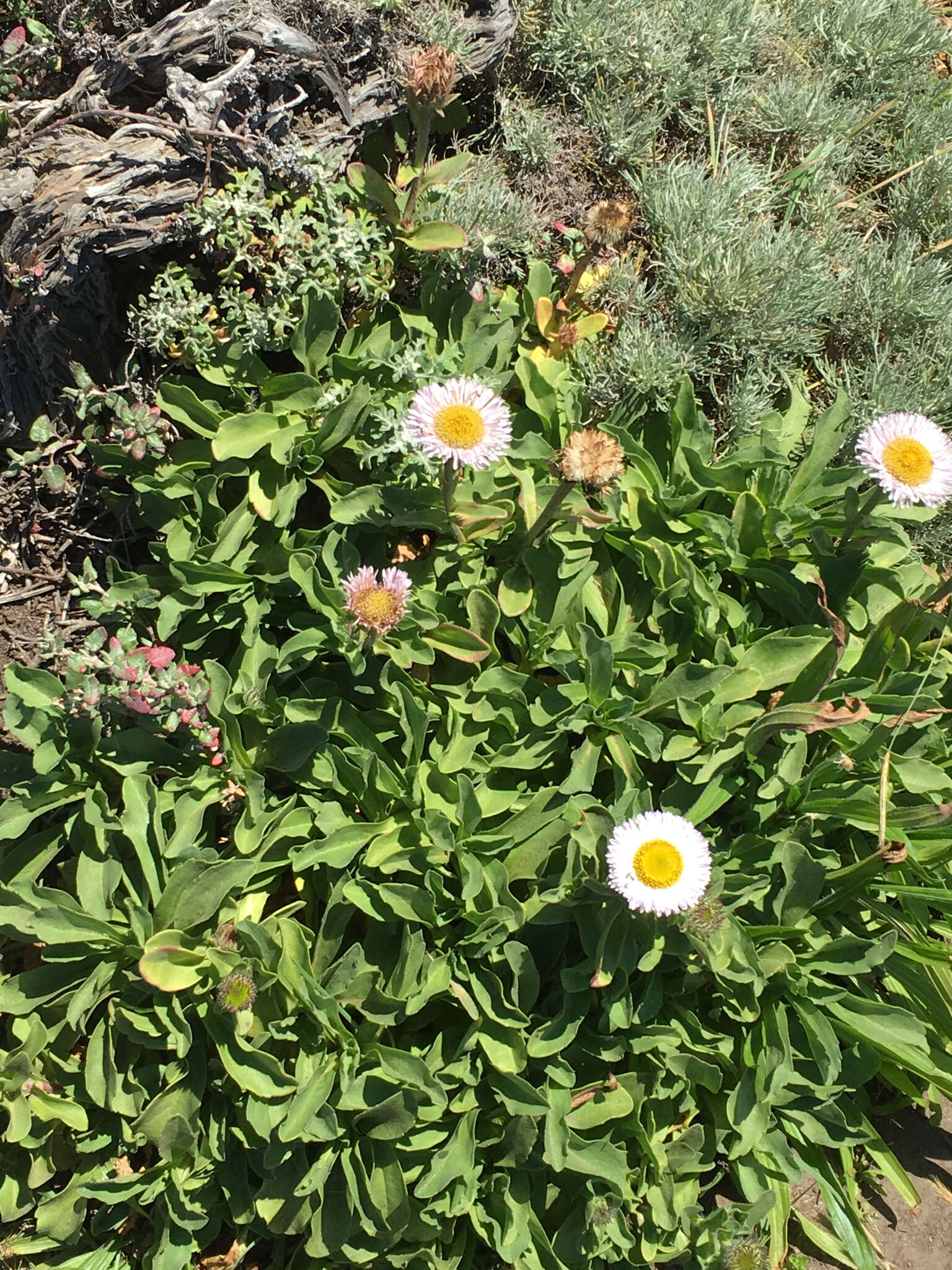 Image of seaside fleabane