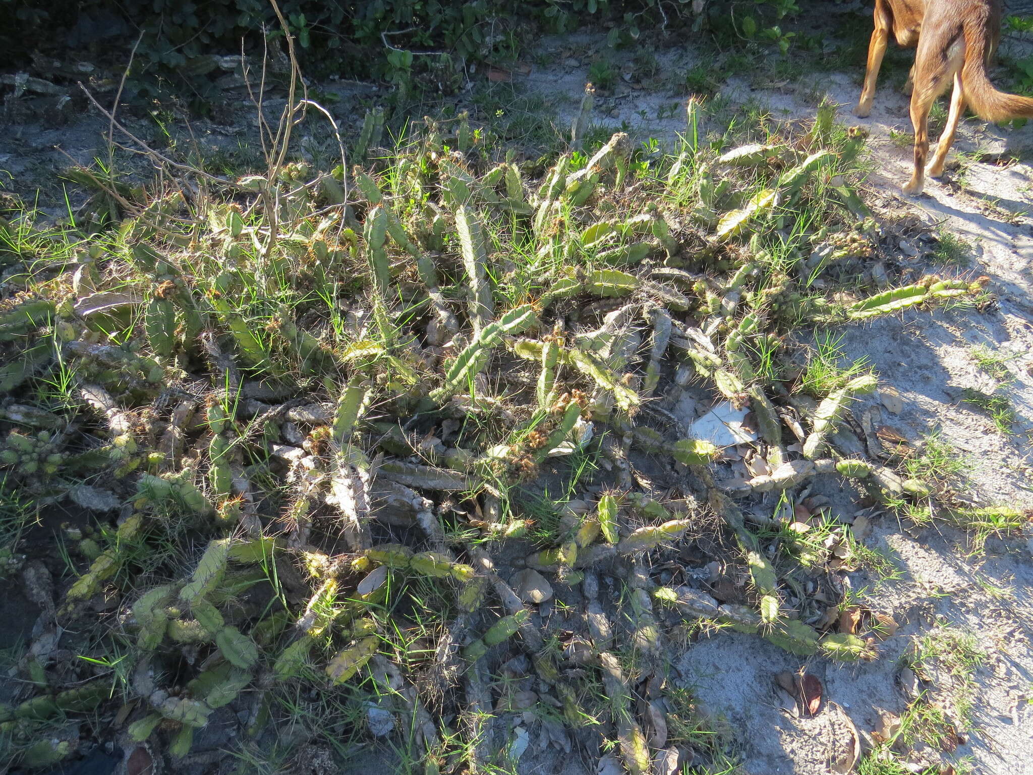 Image de Cereus fernambucensis subsp. fernambucensis