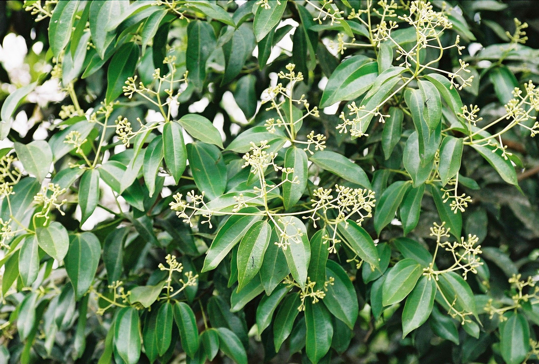 Cinnamomum zeylanicum