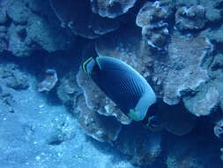 Image of Black Butterflyfish