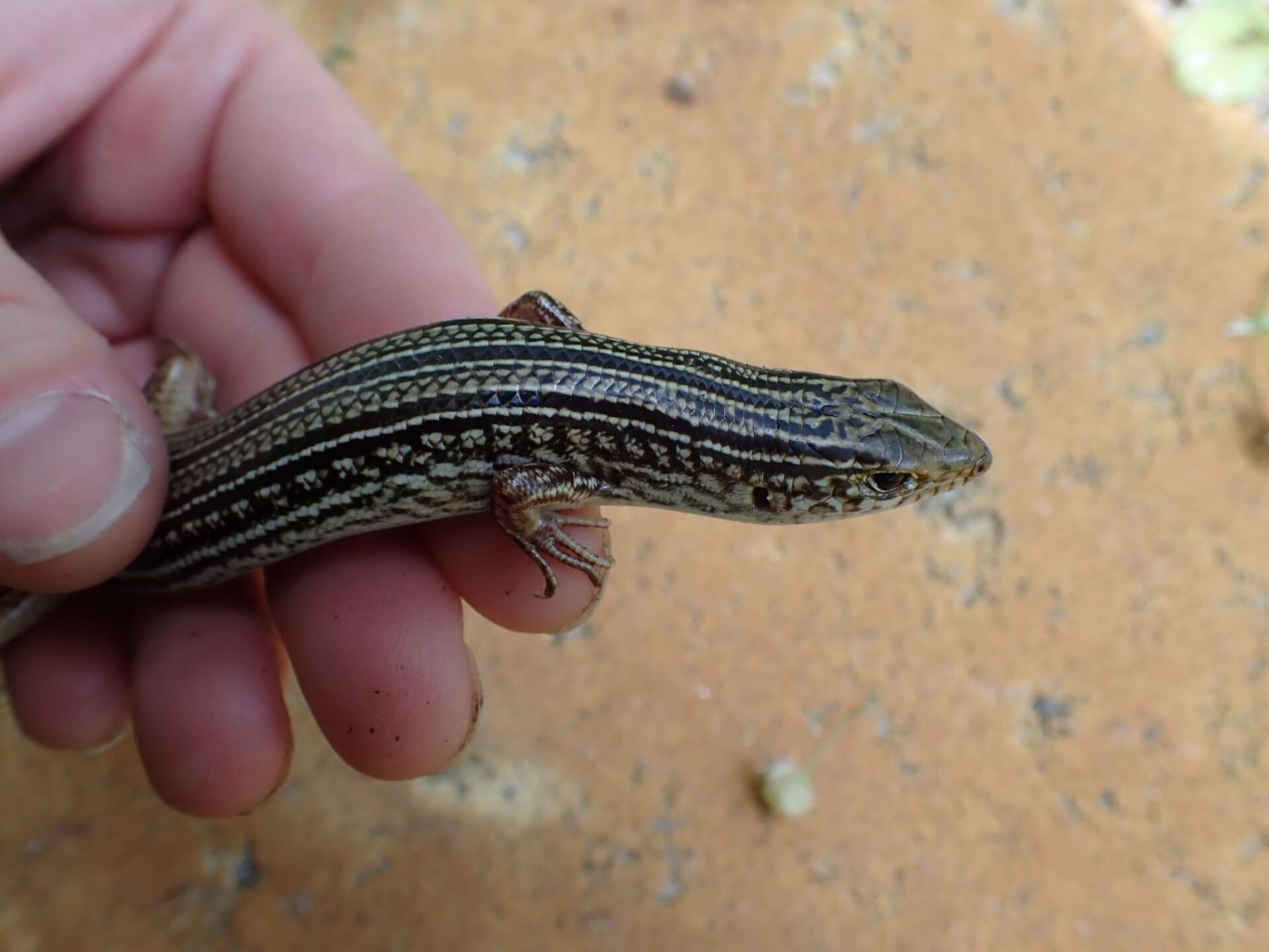 Слика од Ctenotus australis (Gray 1838)